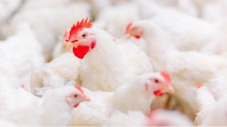 كتيب شاندونغ قوانغمينغ مايو 2025 
   