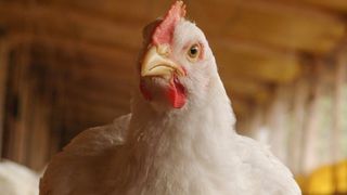 أهداف أداء أسهم غوانغمينغ رقم ​​2 الأم ومواصفات التغذية مايو 2025
   