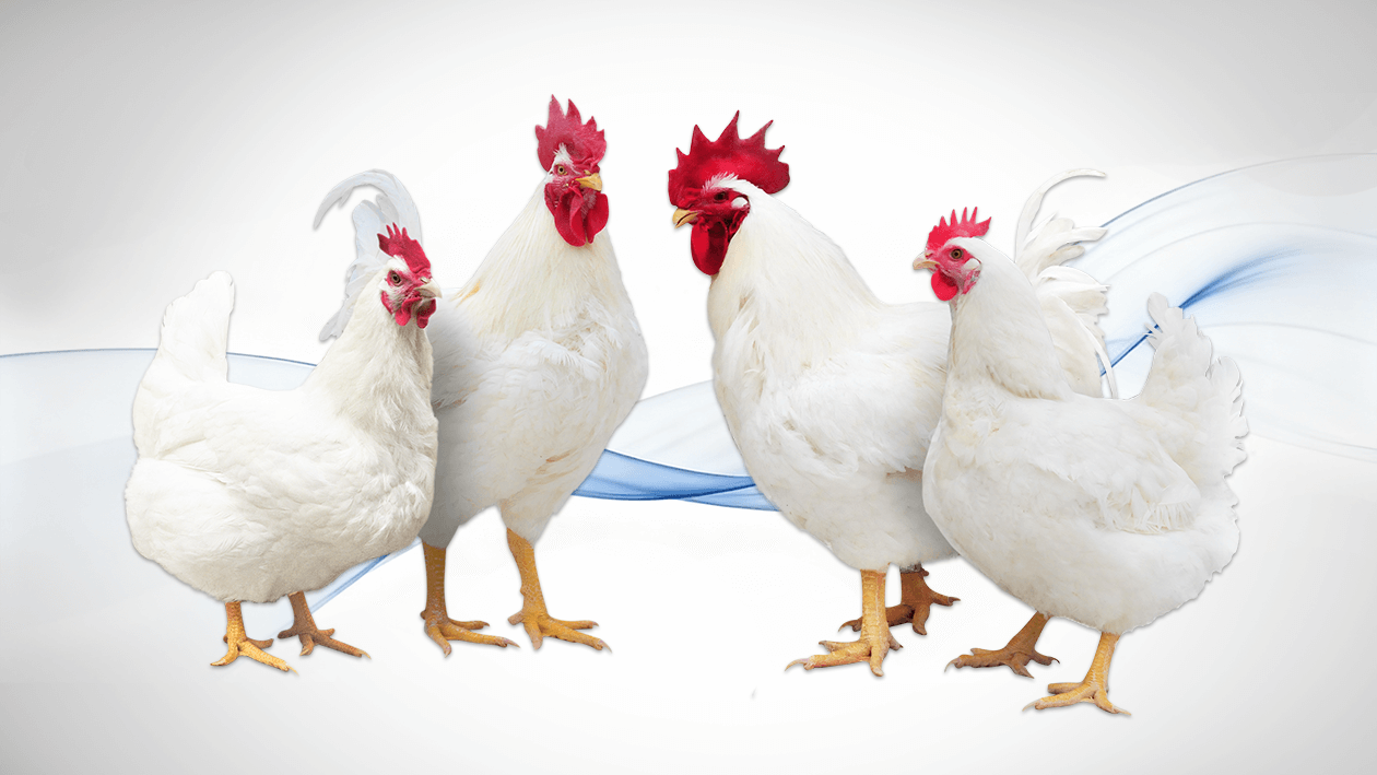 مخزون أجداد قوانغمينغ رقم ​​2
   