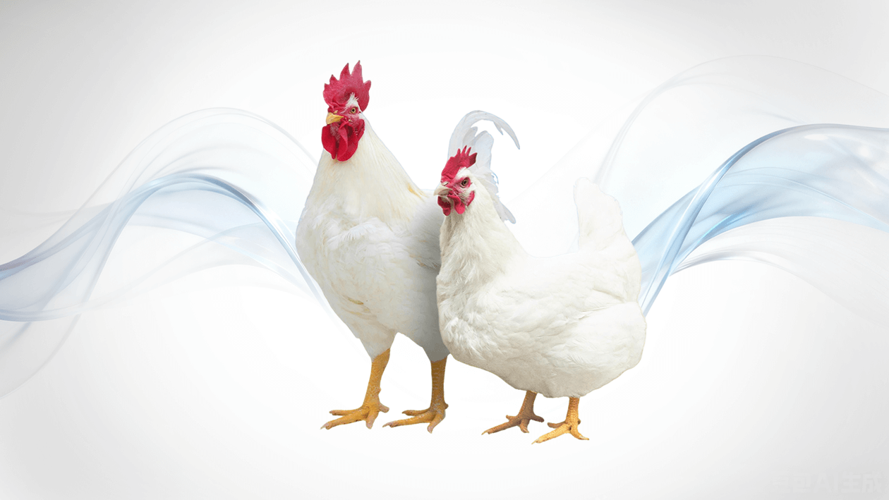 شركة قوانغمينغ رقم ​​2 الأم
   