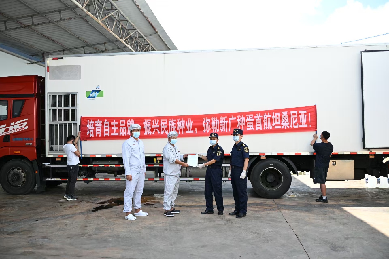 تصدير بيض تفقيس أمهات دجاج التسمين 